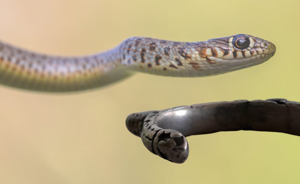 Bracelets sometimes carry a highly stylised snake head on both ends